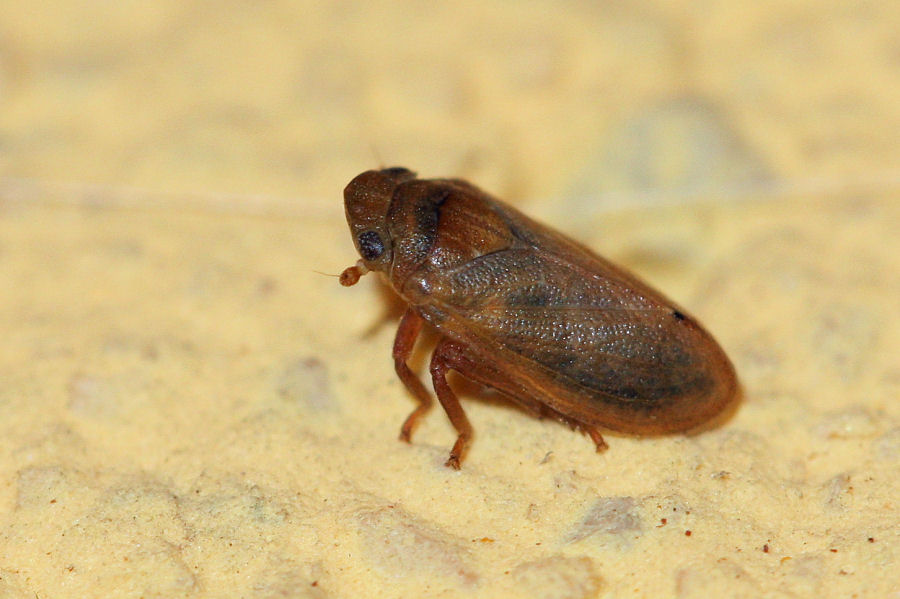 3 Tettigometridi a confronto