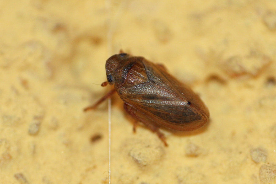 3 Tettigometridi a confronto