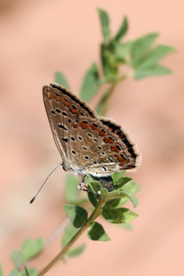 Polyommatus (Polyommatus) icarus - futura generazione