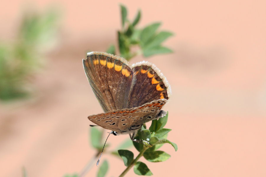 Polyommatus (Polyommatus) icarus - futura generazione