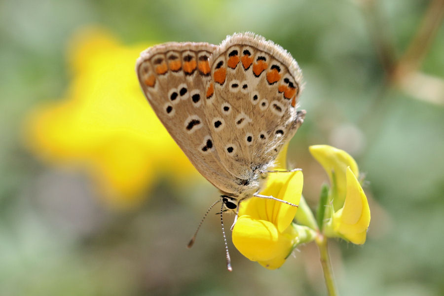 Polyommatus (Polyommatus) icarus - futura generazione