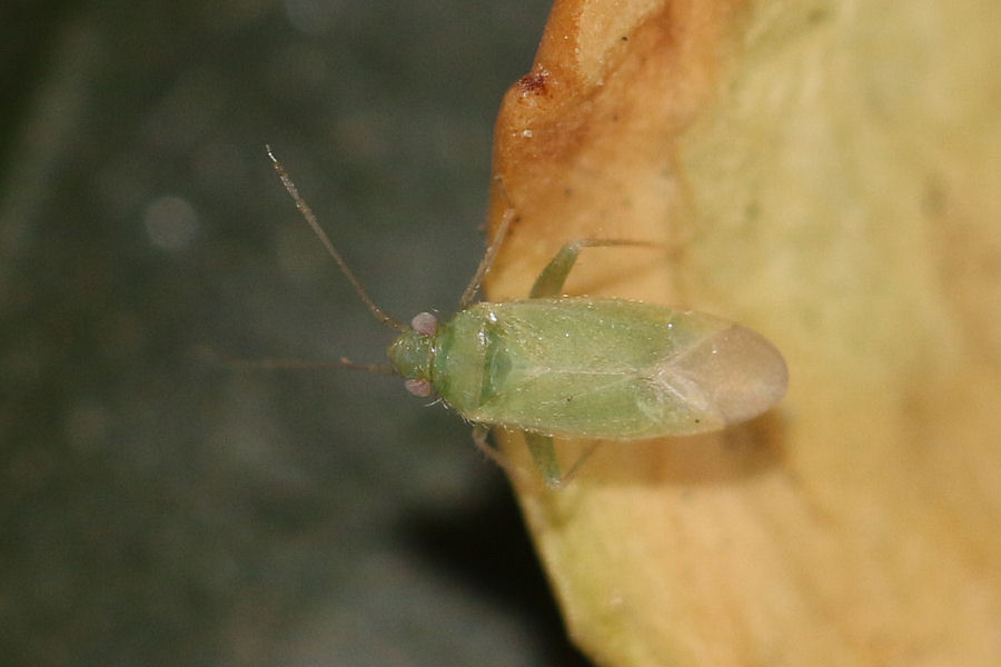 Miridae: Orthotylus caprai dell'' Emilia
