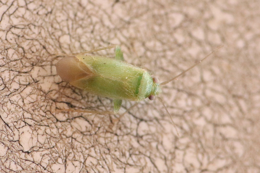 Miridae: Orthotylus caprai dell'' Emilia