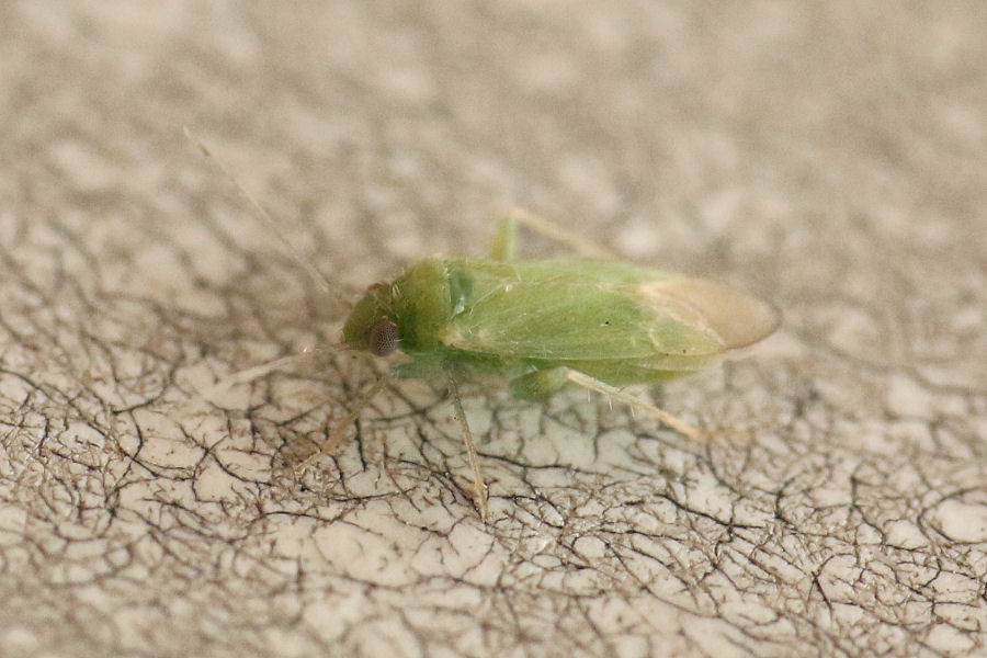 Miridae: Orthotylus caprai dell'' Emilia