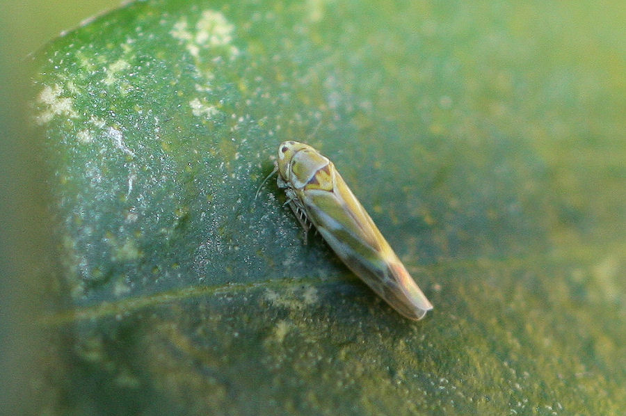 Cicadellidae Typhlocibinae: Fruticidia bisignata