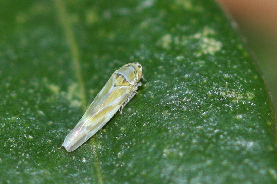 Cicadellidae Typhlocibinae: Fruticidia bisignata