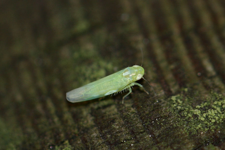 Cicadellidae Typhlocibinae: Empoasca sp.