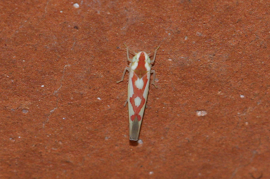 Cicadellidae Typhlocibinae: Zygina discolor