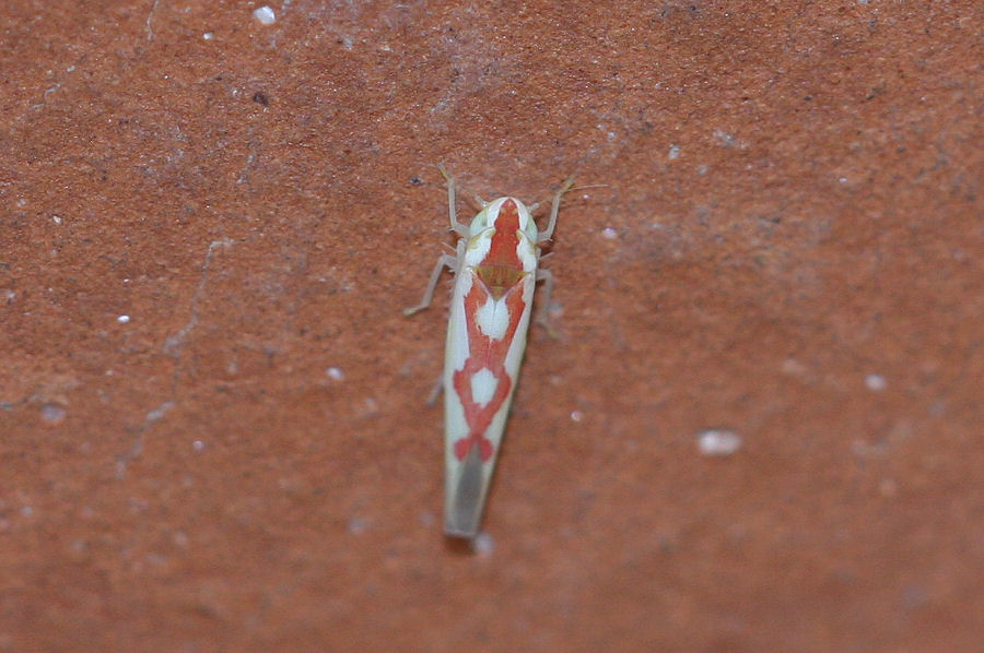 Cicadellidae Typhlocibinae: Zygina discolor
