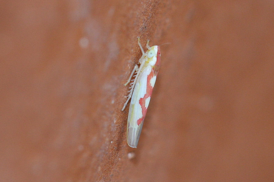 Cicadellidae Typhlocibinae: Zygina discolor