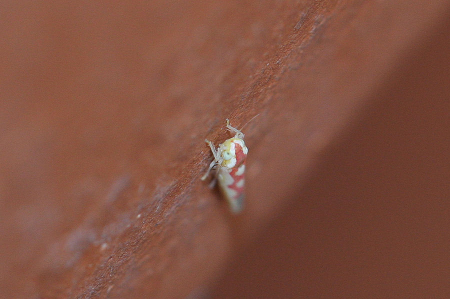 Cicadellidae Typhlocibinae: Zygina discolor