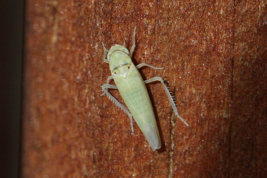 Cicadellidae Typhlocibinae: Zygina nivea