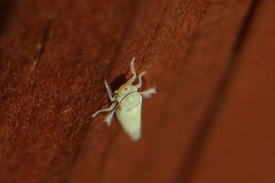 Cicadellidae Typhlocibinae: Zygina nivea