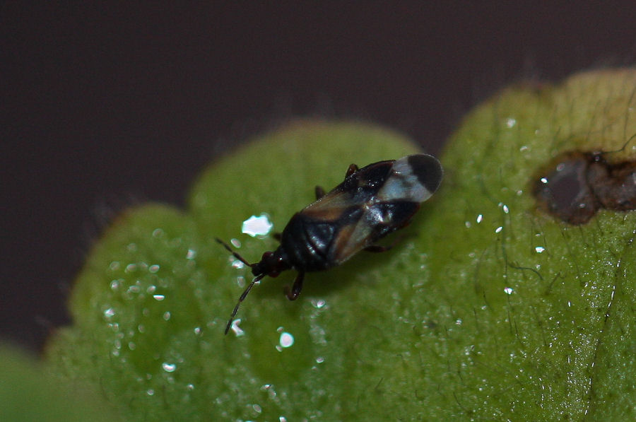 Anthocoridae: Anthocoris sp.?