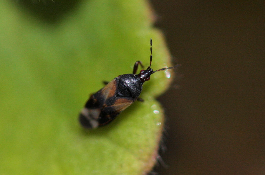 Anthocoridae: Anthocoris sp.?