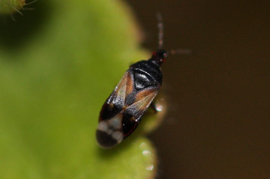 Anthocoridae: Anthocoris sp.?