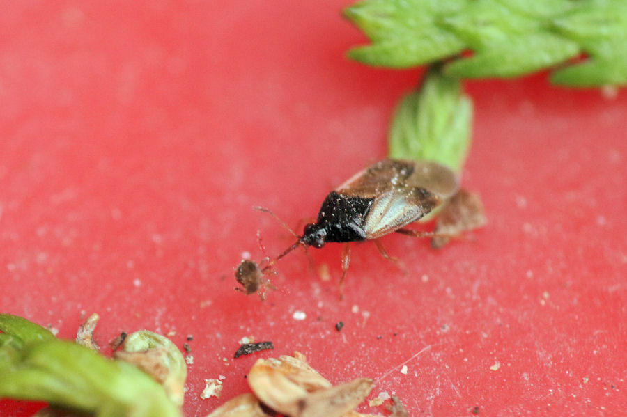 Anthocoridae: Orius cfr. majusculus con preda