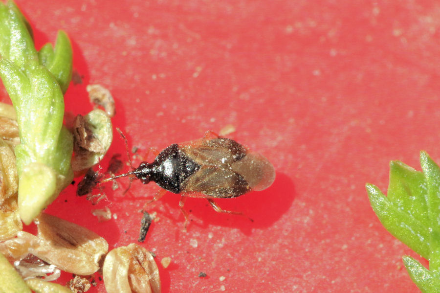 Anthocoridae: Orius cfr. majusculus con preda