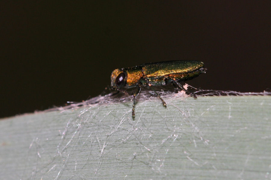 Buprestide: Anthaxia sp. ? - Anthaxia nitidula