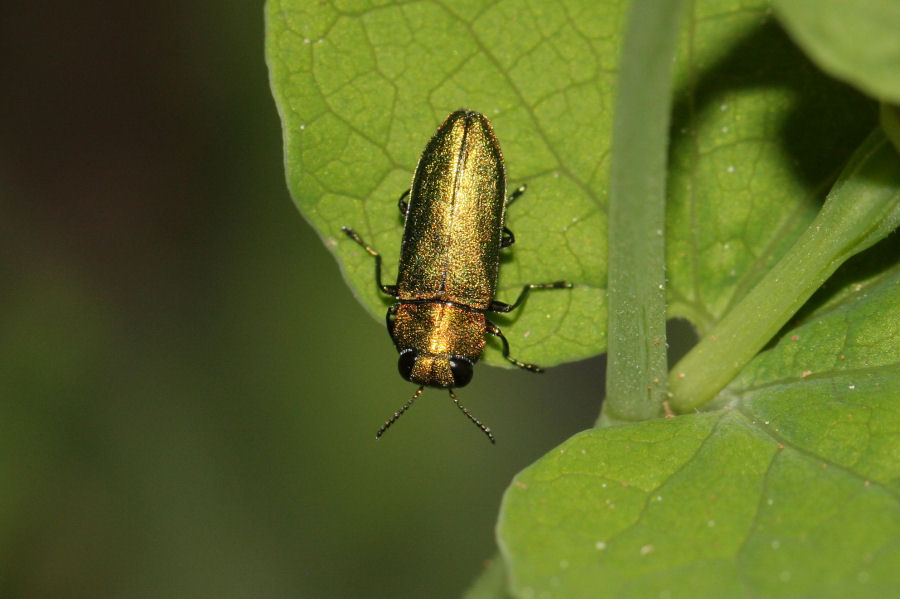 Buprestide: Anthaxia sp. ? - Anthaxia nitidula