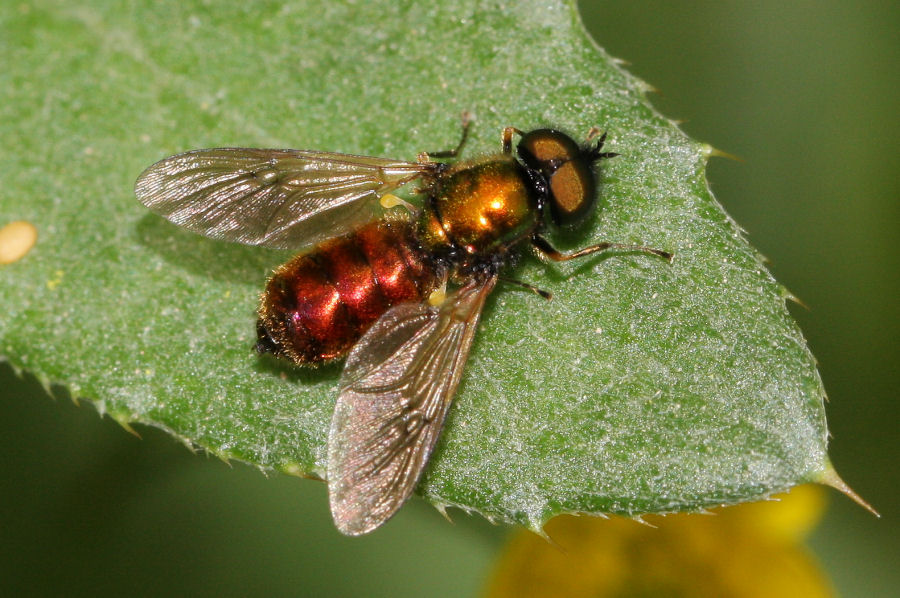 Stratiomyidae: Chloromyia formosa - varianti di colore
