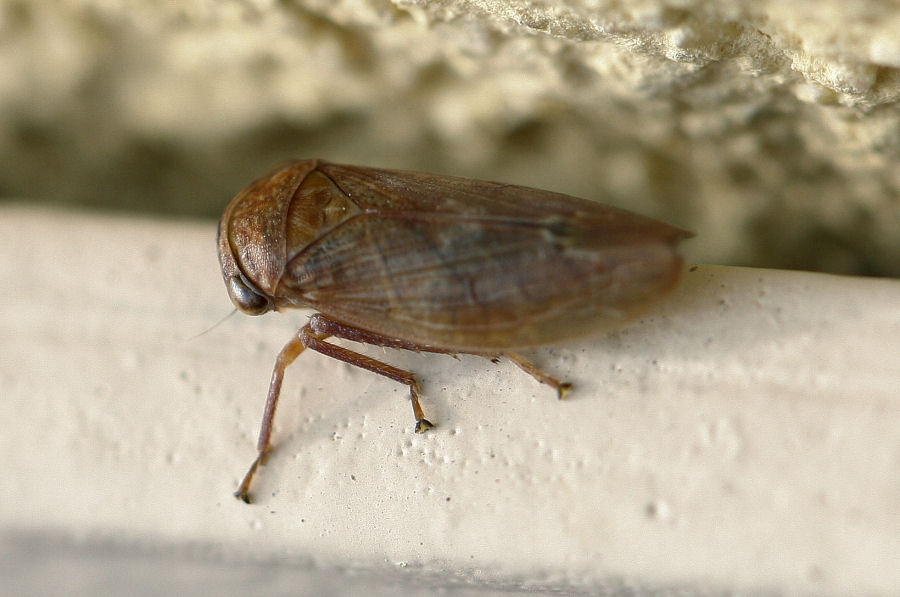 Cicadellidae Idiocerinae: Rhytidodus decimusquartus