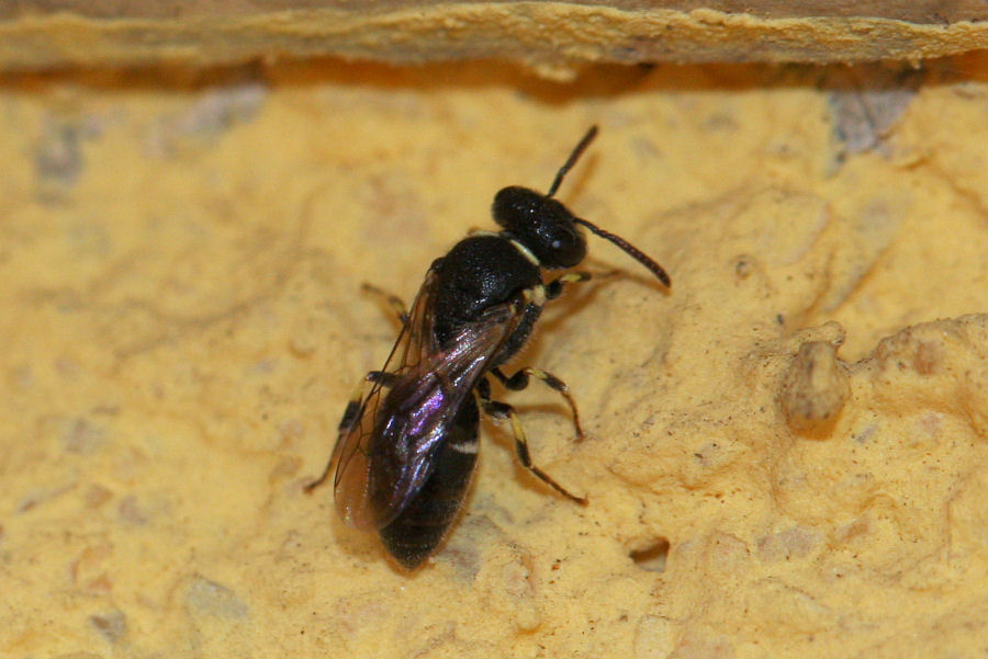 Apidae Colletinae: Hylaeus cfr. punctatus