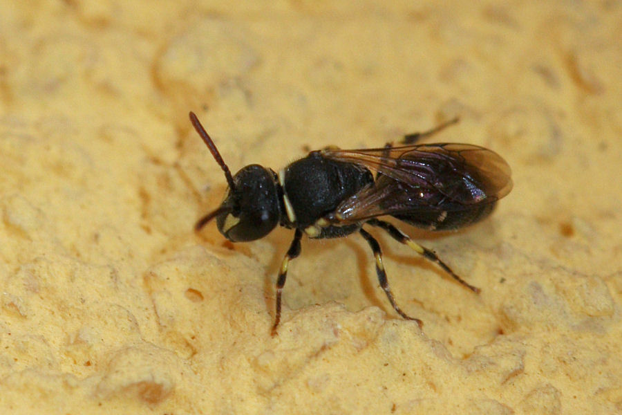 Apidae Colletinae: Hylaeus cfr. punctatus