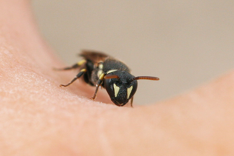 Apidae Colletinae: Hylaeus cfr. punctatus