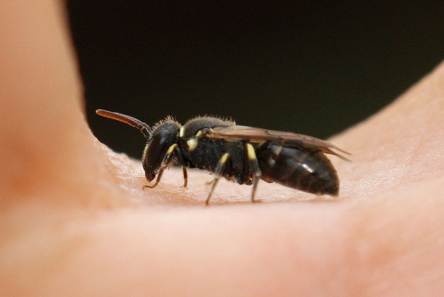 Apidae Colletinae: Hylaeus cfr. punctatus