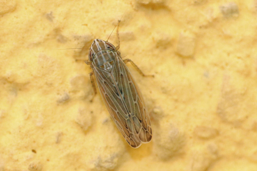 Cicadellidae deltacephalinae: Psammotettix o Arocephalus ???