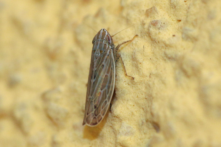 Cicadellidae deltacephalinae: Psammotettix o Arocephalus ???
