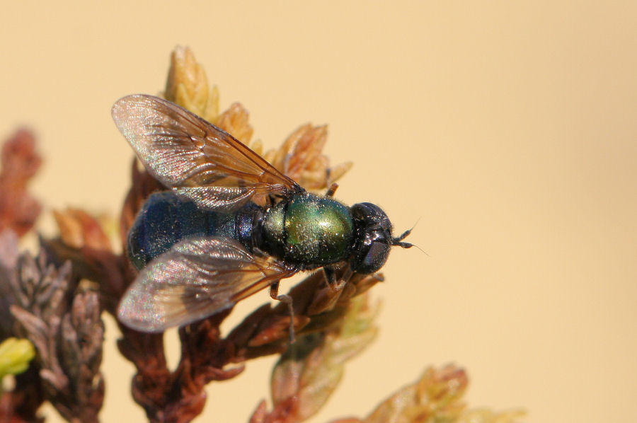 Stratiomyidae: Chloromyia formosa - varianti di colore