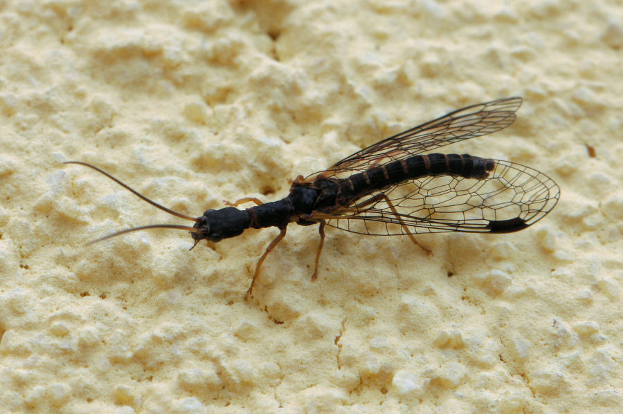 Raphidioptera: Parainocellia bicolor maschio ?