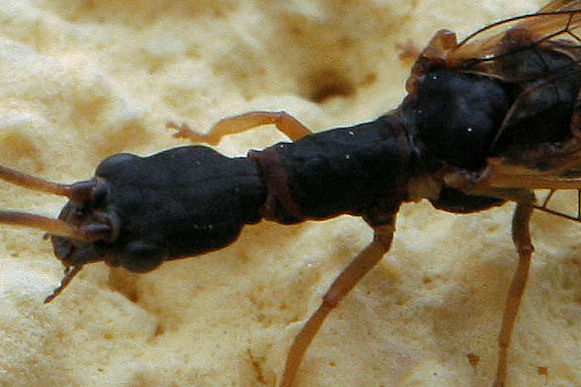 Raphidioptera: Parainocellia bicolor maschio ?