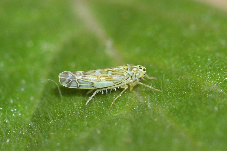 Eupteryx sp. ? Eupteryx zelleri