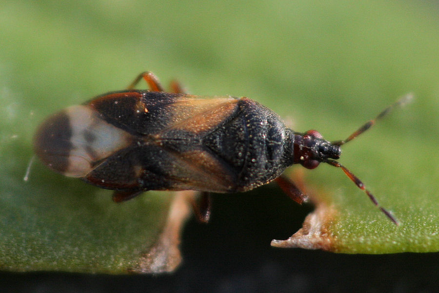 Anthocoridae: Anthocoris sp.?