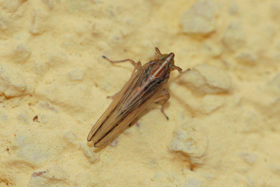 Delphacidae: Stenocranus sp. ?