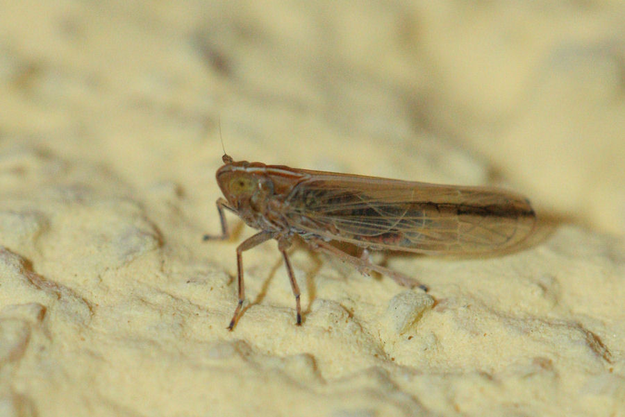 Delphacidae: Stenocranus sp. ?