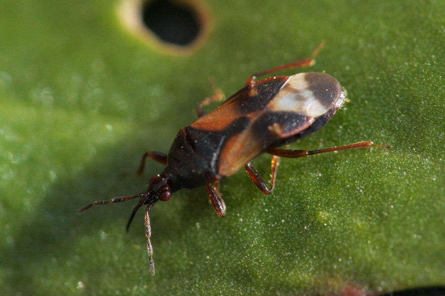 Anthocoridae: Anthocoris sp.?