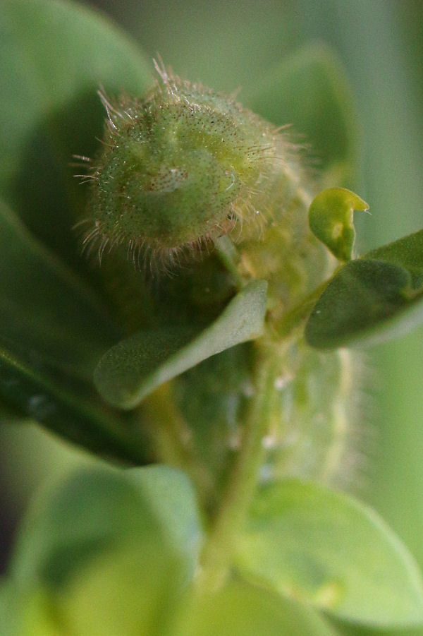 Polyommatus (Polyommatus) icarus - futura generazione