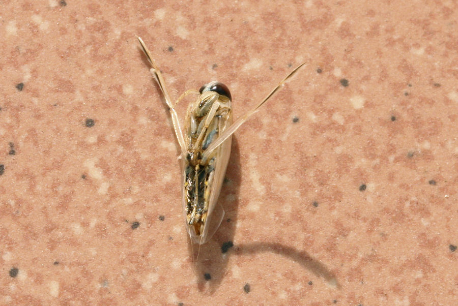Notonecta sp.?  No, femmina di Anisops sardeus
