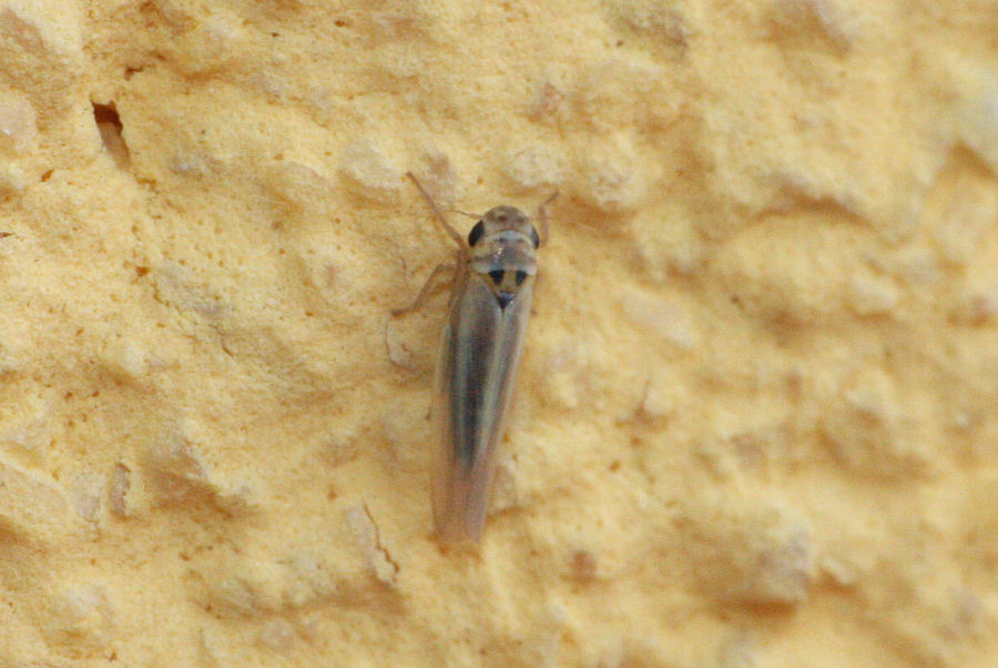 Cicadellidae typhlocybinae: Zyginidia sp.?