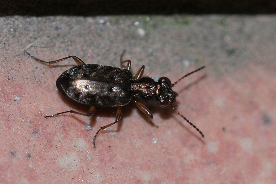 Carabidae: Elaphrus sp.? no, Asaphidion stierlini