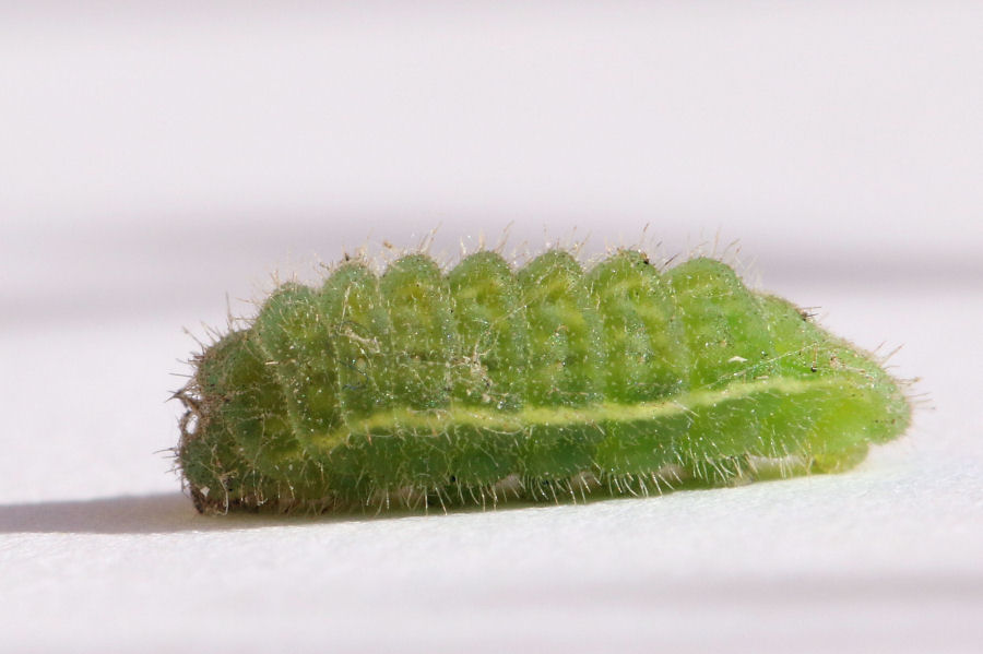 Polyommatus (Polyommatus) icarus - futura generazione