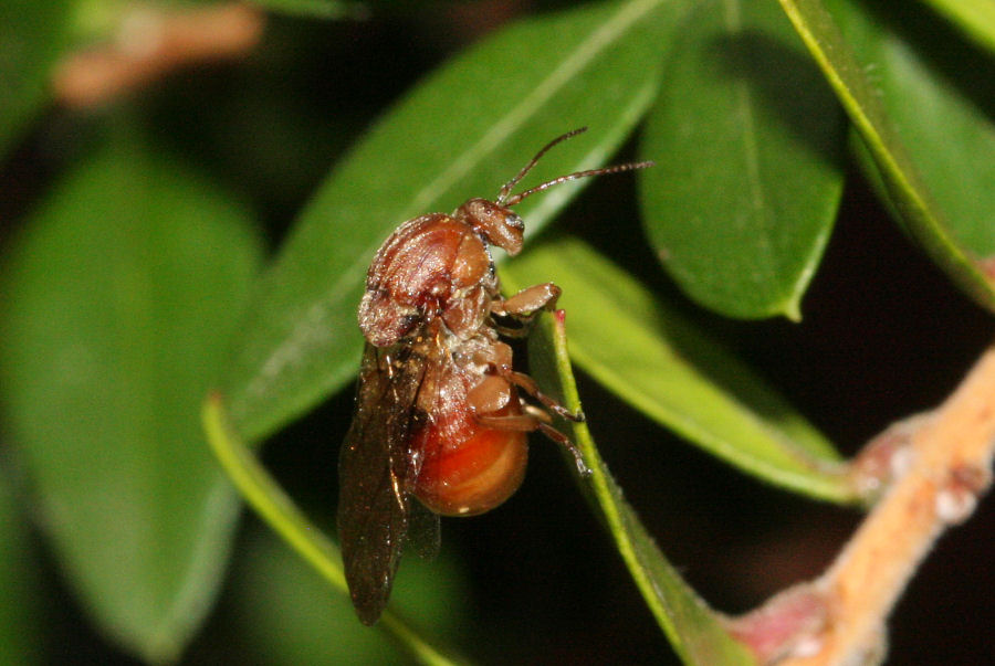 Femmina agamica di Andricus kollari,Cynipidae