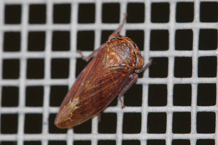 Cicadellidae Idiocerinae: Rhytidodus decimusquartus