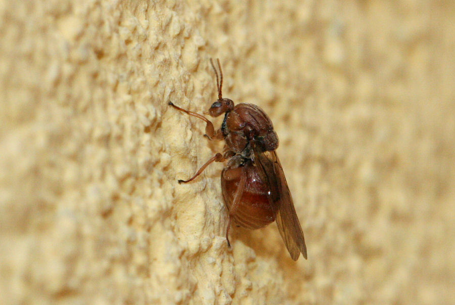 Femmina agamica di Andricus kollari,Cynipidae