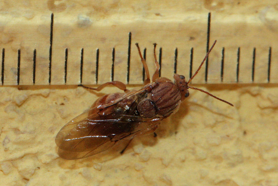 Femmina agamica di Andricus kollari,Cynipidae