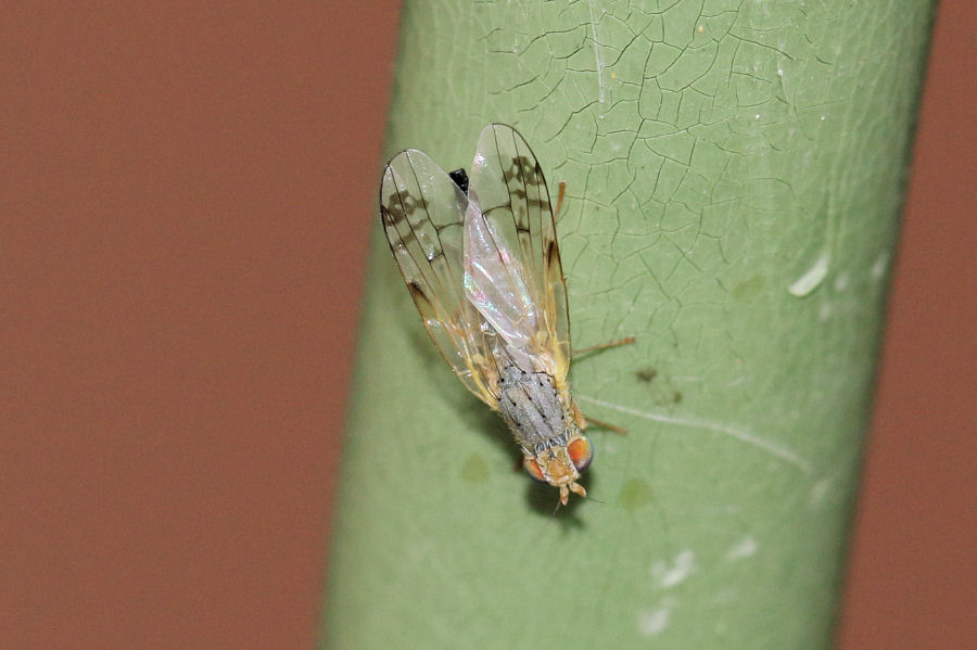 Tephritidae: Acanthiophilus helianthi